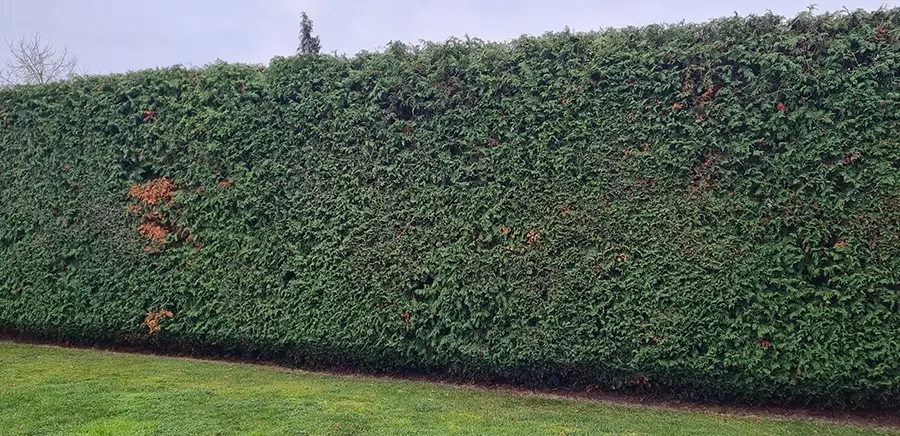 Fachgerecht geschnittene Hecke im Rahmen der Gartenpflege durch Forsters Gartenbauwelt im Raum Kitzingen
